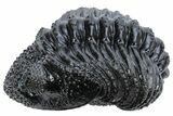 Partially Enrolled Drotops Trilobite - Excellent Eye Facets #222350-3
